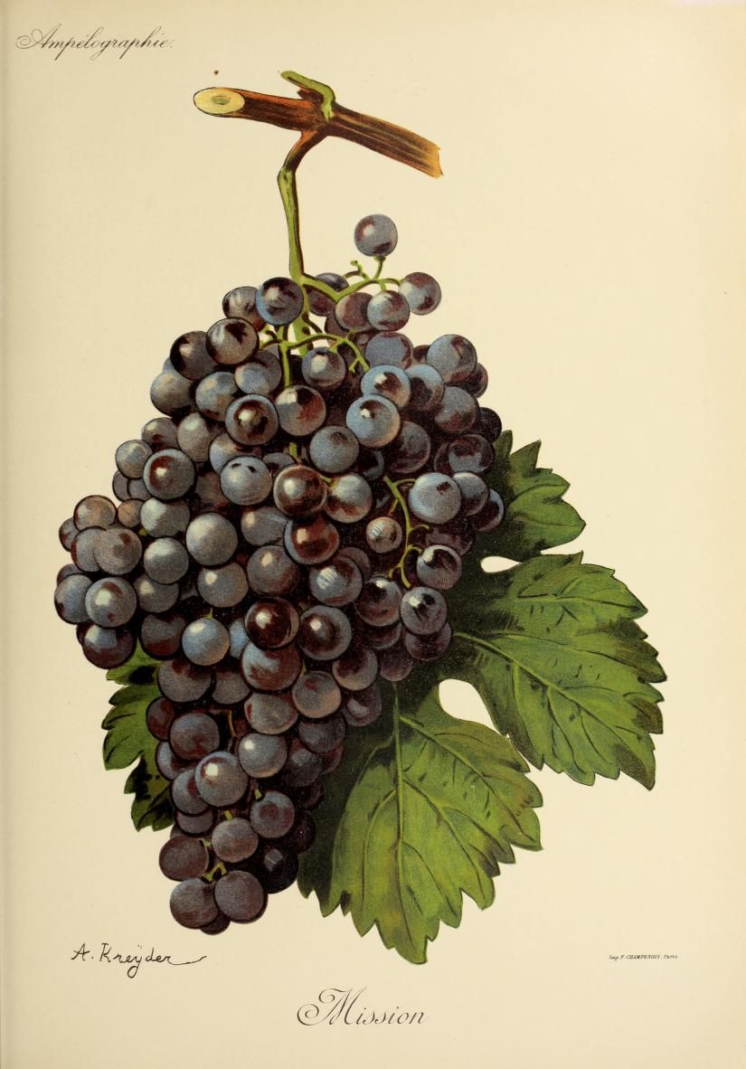 Featured image for “Nattvardens inverkan på Amerikansk vinkultur”