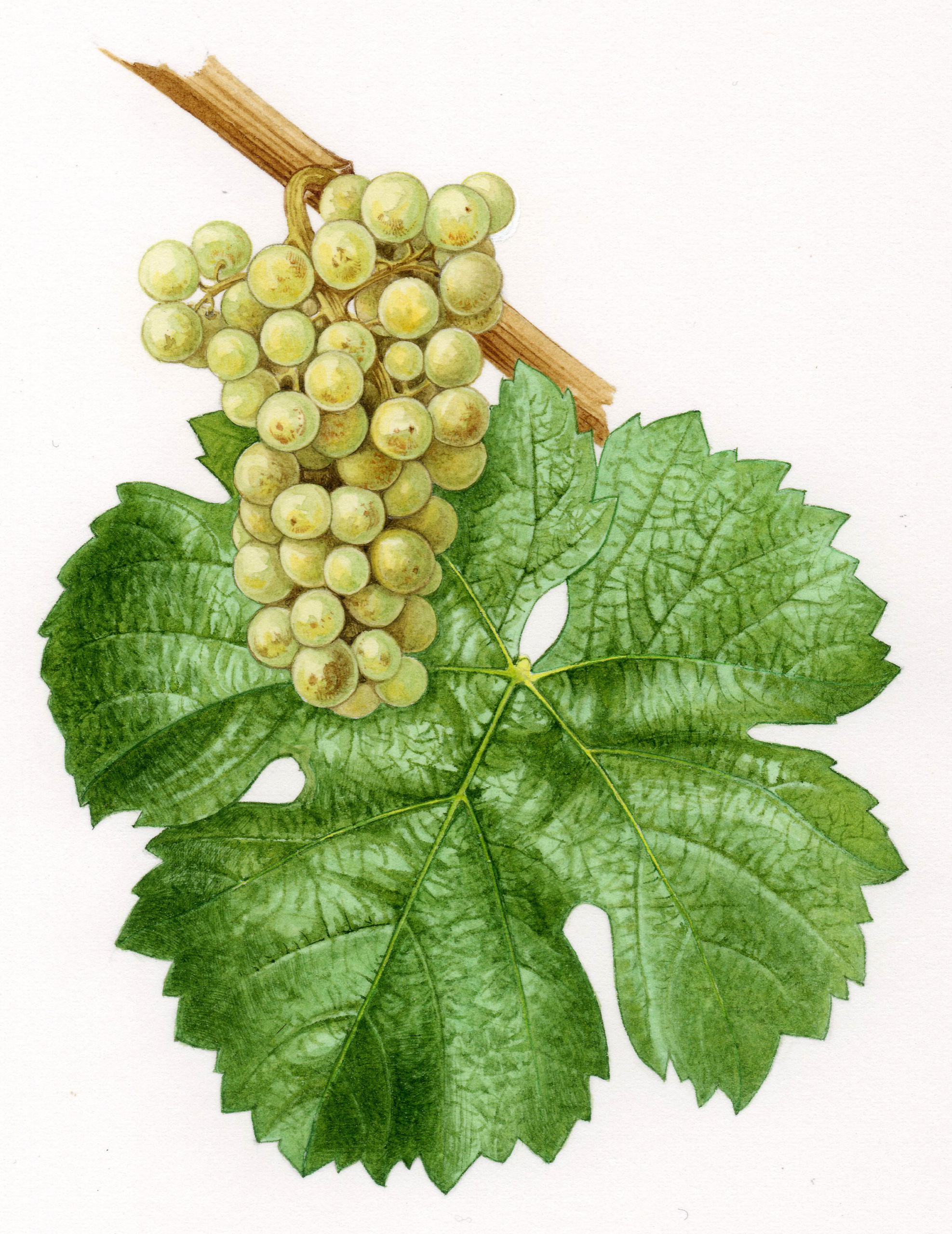Featured image for “Riesling, The versatile grape with a birthday”